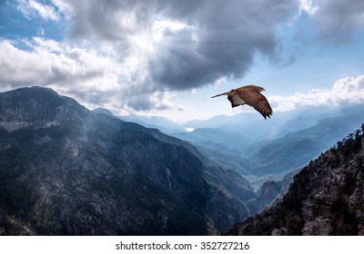 Hawk Flying Over The Mountains
