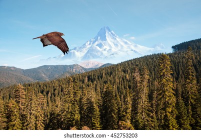 Hawk Flying Over The Mountains
