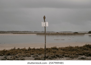 The hawk flying in the sky - Powered by Shutterstock