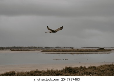 The hawk flying in the sky - Powered by Shutterstock