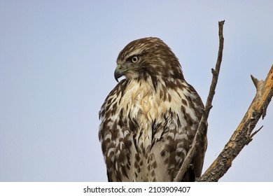 Hawk Head And Upper Body Portrait In Close Up In Horizontal Format With Copy Space On Left Blue Sky Area