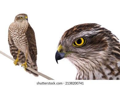 hawk isolated on a white background - Powered by Shutterstock