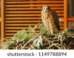 hawk looking at the camera