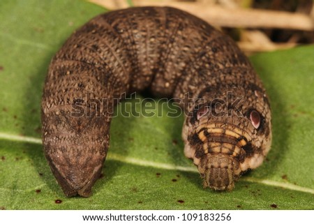 Hawk moth caterpillar