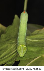 Hawk Moth Caterpillar (Pergesa Acteus, Sphingidae) On Leaf Habitat.