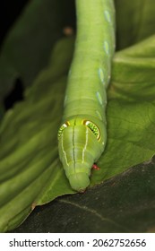 Hawk Moth Caterpillar (Pergesa Acteus, Sphingidae) On Leaf Habitat.