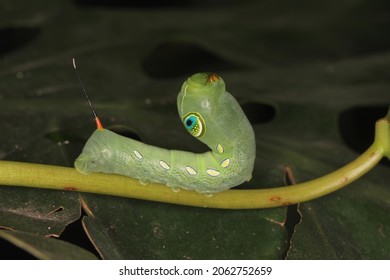 Hawk Moth Caterpillar (Pergesa Acteus, Sphingidae) On Leaf Habitat.