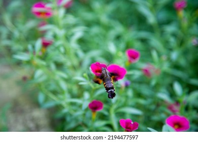 A Hawk Moth Flying Around Violets