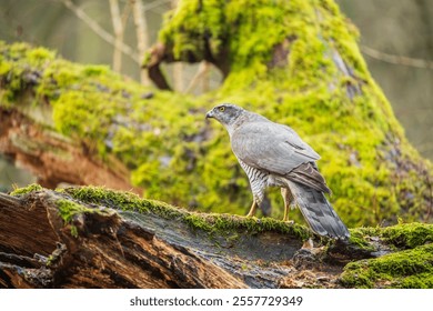 A hawk on a broken tree - Powered by Shutterstock