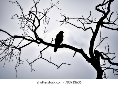 Hawk On Dead Branch Silhouette