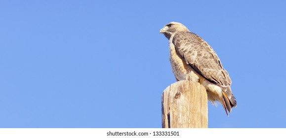 Hawk on Post