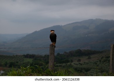 Hawk On Top Of A Fence Post 