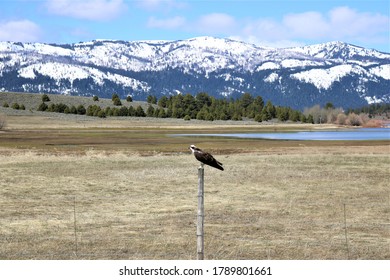 Hawk Perched On Fence Cascade Idaho. 