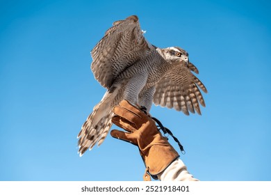 Hawk perched on a gloved hand, wings spread wide, with its intense yellow eyes and sharp features ready for flight against a bright blue sky
