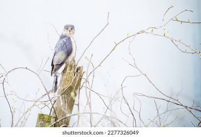 Cooper’s Hawk perched on a post
