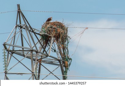Hawk perched on power line nest