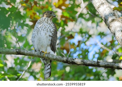 A hawk perched on a tree branch in a lush green forest setting, showcasing its detailed plumage. - Powered by Shutterstock