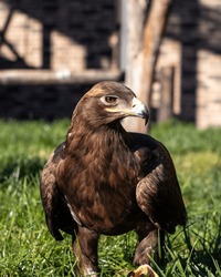 Hawk Portrait Wild Bird Closeup Photo 