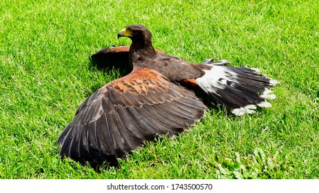 Hawk in a rare pose.
