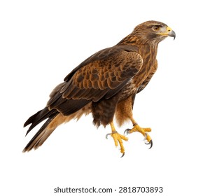 Hawk Single Hawk Perched In An Alert Pose On Isolated On White Background