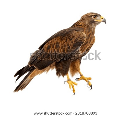 Hawk Single Hawk Perched In An Alert Pose On Isolated On White Background
