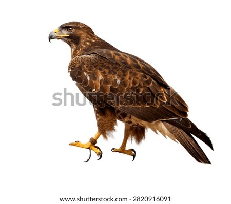 Hawk Single Hawk Perched In An Alert Pose On Isolated On White Background