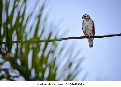hawk sitting on a power line