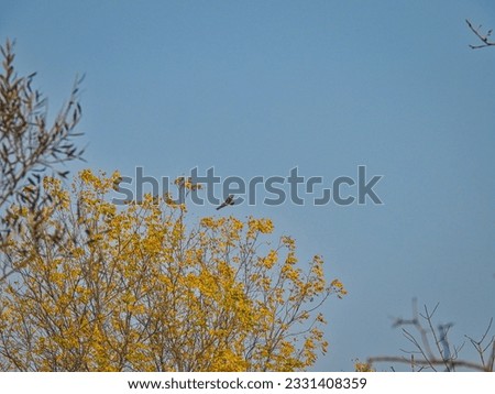 Hawk Soaring Above Trees: Red-tailed hawk bird of prey soars abo