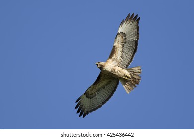 Hawk soaring in the sky.