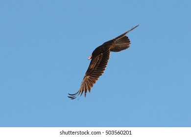 hawk soaring in the sky