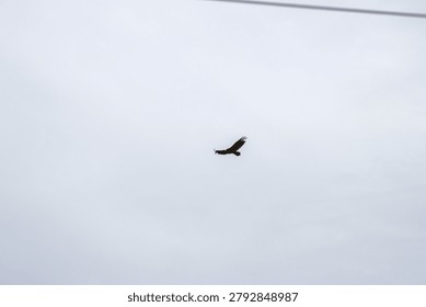 A hawk soaring through a cloudy sky