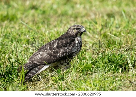 A hawk standing in a grassy field as if it is posing for the camera.  The beak, feathers, and eyes are clear and well lit.  The sun is nearly behind the hawk which provides some shadowy contrast across the body of the bird.