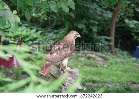 Hawk Standing On Old Bird Feeder Stock Photo Edit Now 672242623