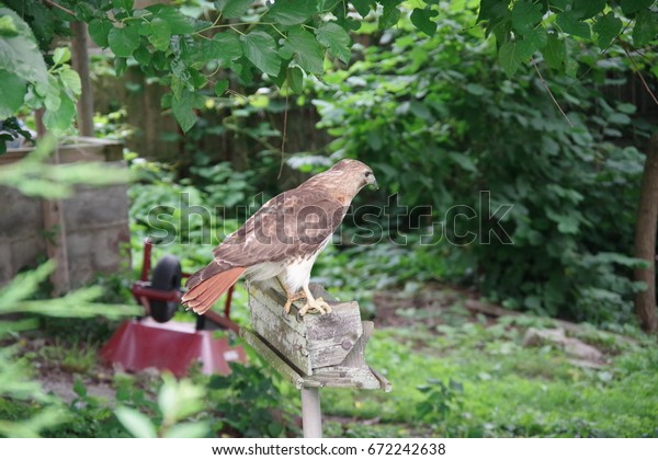 Hawk Standing On Old Bird Feeder Stock Image Download Now