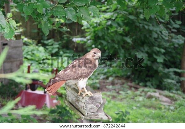 Hawk Standing On Old Bird Feeder Stock Photo Edit Now 672242644