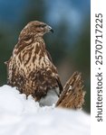 The hawk stands alert on a log scattered with snow, showcasing its striking plumage as it surveys the serene winter landscape surrounded by trees.