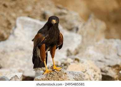 Hawk at sunset. Harris's hawk, Parabuteo unicinctus, perched on rock in semi-desert. Bird of prey hunting in wild nature. Beautiful raptor known as dusky or wolf hawk. Hunts cooperatively in group. - Powered by Shutterstock