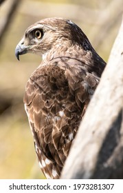 Hawk with super sharp eye contact