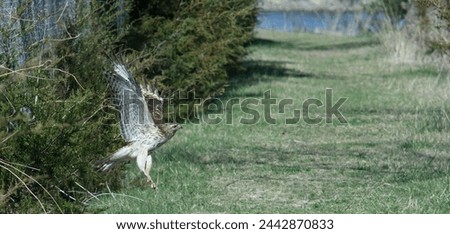 A hawk taking off after being spooked by me on a walking trail. 