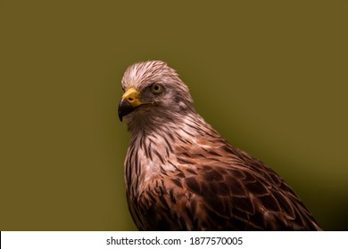 Hawk Taxidermy Bird Specimen. Isolated Background. Medium Shot. Side View. 