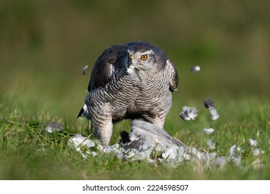 A Hawk That Has Caught A Dove And Is Eating Them