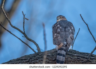 Psycho sexual development theory Sexual orientation changeable hawk