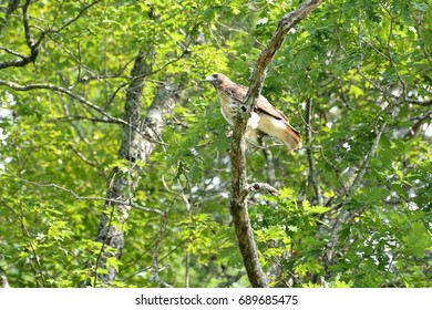 hawk in tree