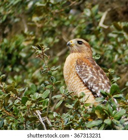 Hawk in tree looking away