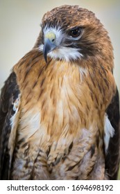 Hawk Upstate New York Adirondacks Winter Raptor Fest