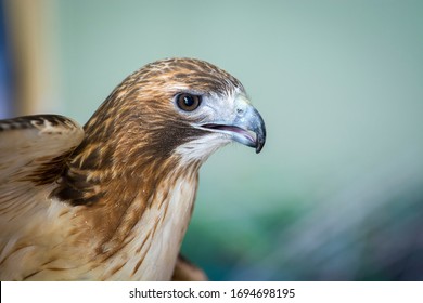 Hawk Upstate New York Adirondacks Winter Raptor Fest