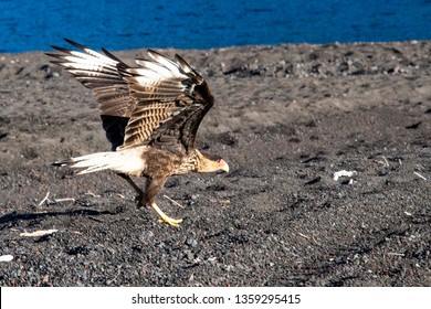 A Hawk In Vicente Pérez Rosales National Park, Patagonia, Chile