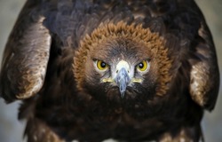 The Hawk Is Watching Closely. Hawk Eagle Portrait Close Up