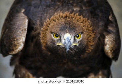 The hawk is watching closely. Hawk eagle portrait close up