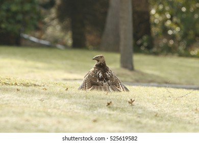 Hawk with Wings spread